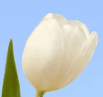 Tulip