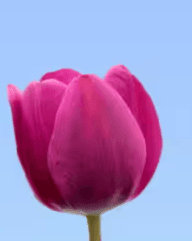 Tulip