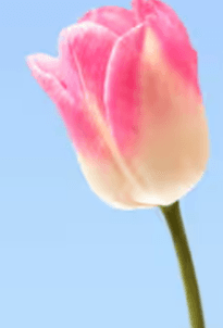 Tulip