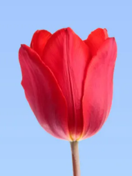 Tulip anatomy 1