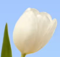 Tulip anatomy 2