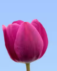 Tulip anatomy 3